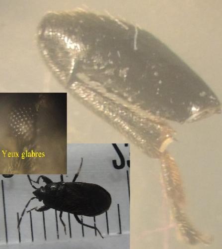Megalonotus dilatatus